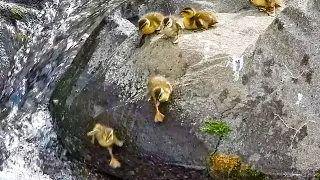 Duck Family 0508G🦆雛が1羽だけ様子がおかしい。背乗りやお昼寝、段差の昇り降りなど