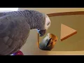 Apollo Reacts to his Gold Play Button