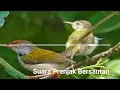 Lagu Suara Burung Prenjak Bersautan