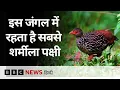 Download Lagu Sri Lanka में मौजूद Asia के सबसे घने जंगलों में से एक Sinharaja में रहता है Shyest Bird | BBC Hindi
