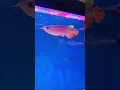 Lagu #arwana #arwanasuperred #arwanaalbino #fishtank #fishlover