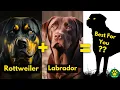 Rottweiler X Labrador Retriever Perfect Mix Breed Dog