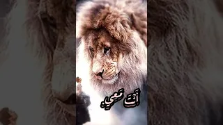 الساكن في ستر العلي  فيليب ويصا دندنها