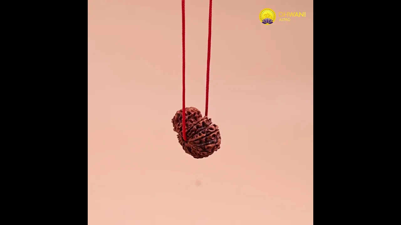 Nepali 19 Mukhi Rudraksha (Nineteen-Faced)