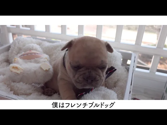 動画