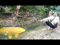 Download Lagu Catching a Giant School of Huge Carp by Hand in the River, Bring them in the Market to Sell