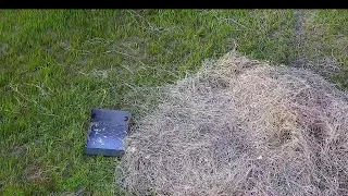 Медведь Том