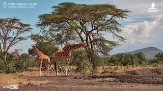 Giraffes at the Waterhole| Porini Rhino Camp Live Cam