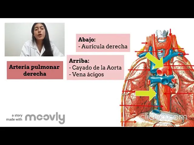 VILLAMAR SOLORZANO ERIKA FERNANDA - ATERIAS DEL TRONCO PULMONAR