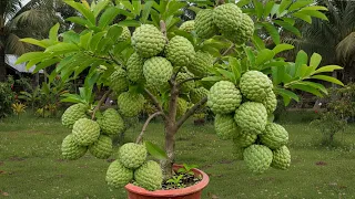 How To Propagate Sweetsop Tree From Cutting With Egg and Aloe Vera how to growing sweetsop tree