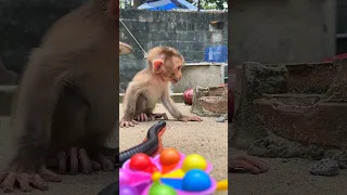 Watch This Monkey S Epic Reaction When Millipede Surprises Him So Funny Shorts Millipede 