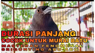 Download MASTERAN MURAI BATU DURASI PANJANG SRIGUNTING ABU-ABU MASTERAN JAMAN NOW..... MP3