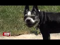 Allen County dog owners urged to buy 2026 tags before price increase