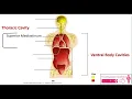 The Dorsal and Ventral Body Cavities