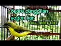Lagu Suara panggilan sogon liar || Pancingan sogok ontong bahan agar cepat gacor
