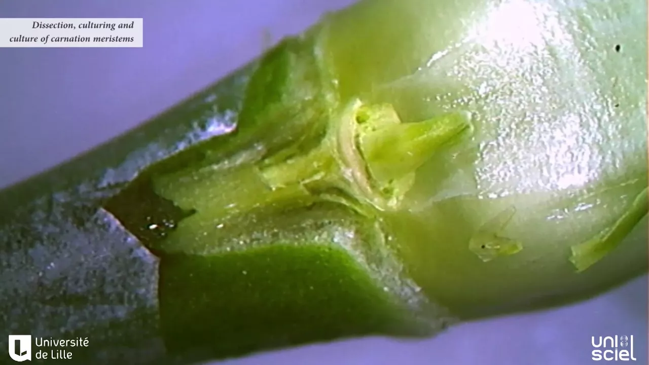 Production of healthy plant materials by shoot tip meristem culture