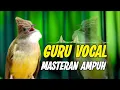 Download Lagu cucak jenggot gacor bresetan tajam ampuh buat masteran 