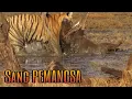 Download Lagu Harimau Memangsa Babi Hutan🐗