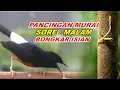 Lagu 🔴 LIVE 67 - Pancingan Murai Batu Pagi Hari Full Isian Tembakan kasar Bikin Murai apapun nyaut
