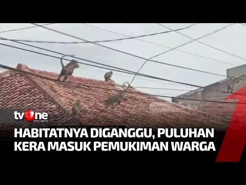 Puluhan Kera Masuk Pemukiman Warga di Ciampea, Kok Bisa?