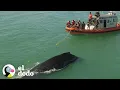 Download Lagu Rescatistas liberan a una ballena jorobada de una red de pesca I El Dodo