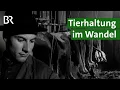 Download Lagu Von der Anbindehaltung zum Laufstall mit Kuh-Komfort: Tierwohl immer wichtiger! | Unser Land | BR