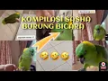 Download Lagu Kompilasi Sasha si burung ajaib bisa bicara milik si cantik Jacqueline Wijaya | indo62