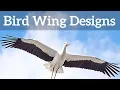 Download Lagu Bird Wing Shapes - How Birds Fly