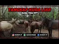 Download Lagu Peternakan Kuda Sandel Sumba Timur