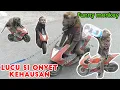 Download Lagu Funny Monkey topeng monyet lucu minum air full atraksi