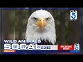Jackie the bald eagle dies