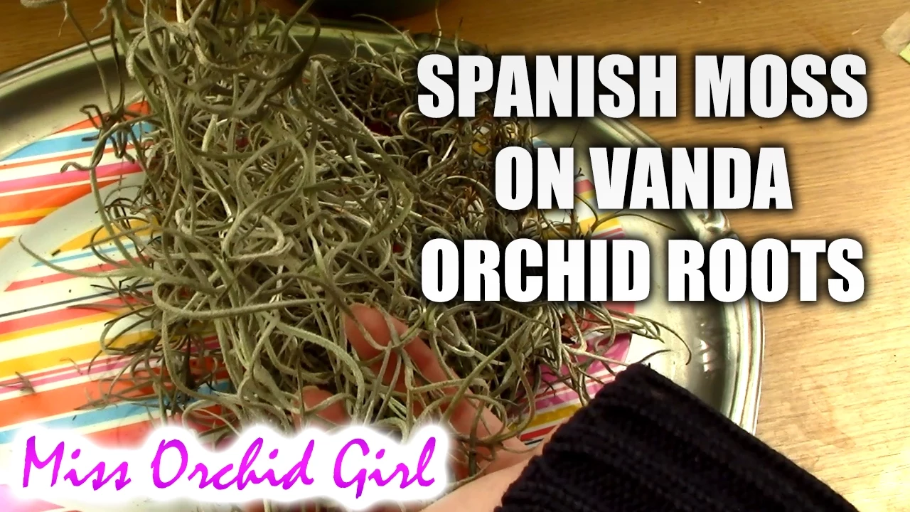 MOUNTING SPANISH MOSS ON VANDA ORCHID ROOTS