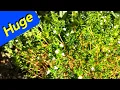 Summer Savory Herb - Back from the Dead Massive