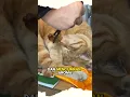 Download Lagu KUCING SEDANG TIDUR PULAS DAN TERBANGUN #shorts