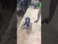1-5 spot gilt
