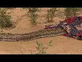 Download Lagu Yarinyan da ta rumgumi wasa da Maciciji a matsayin sana'a shin za k/k iya wasa da Maciciji?