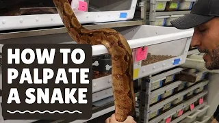 Are Your Snakes Ready to Breed How to Palpate your Snake.