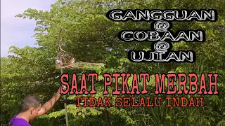 Download PIKAT MERBAH KAPUR || INI SEMUA COBAAN MP3