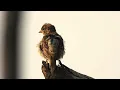 Awakening Spring, Nature's Bouquet, Beautiful Relaxing Music, Peaceful Music by Tim Janis