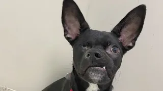 How We Brought One Wounded Puppy Back From The Brink