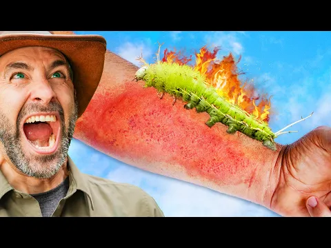 Stung by the Dragon Flame Caterpillar!