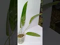 Anthurium sp Morona Large