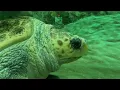 How Do Sea Turtles get Straws Stuck in their Nose