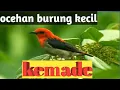 Suara pikat burung kecil kemade gacor cabe cabean