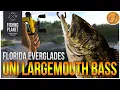 Unique Largemouth Bass of the Everglades Fishing Planet Test Your Spot Series