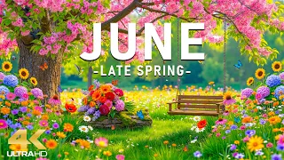 June Morning 4K - Blooming Garden Serenity Soft Petals Gentle Light Peaceful Nature