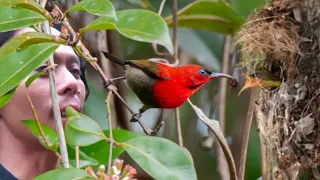 di hutan ini burungnya warna warni semua kita menemukan sarang burung kolibri sepah raja