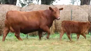        دندنها