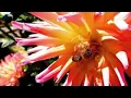 Tips for surviving the extreme pollen season