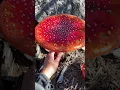Download Lagu HUGE FLY AGARIC (Amanita Muscaria) #supermario #amanitamuscaria #flyagaric #mycology #mushroom